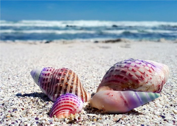 Seabed Shells